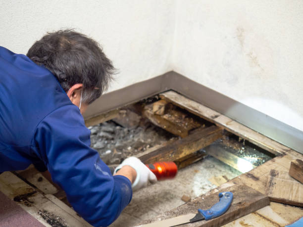 Best Local Mold Removal Service  in Yorktown, IN