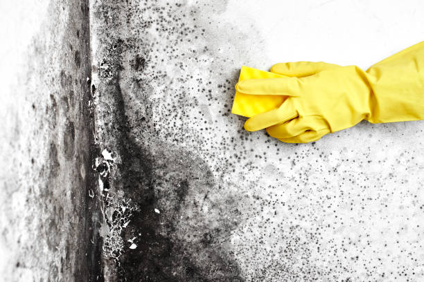 Trusted Yorktown, IN Mold Removal Experts