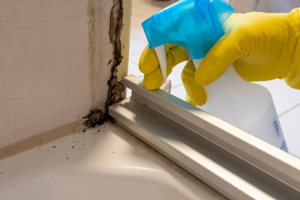 Best Mold Remediation Services  in Yorktown, IN