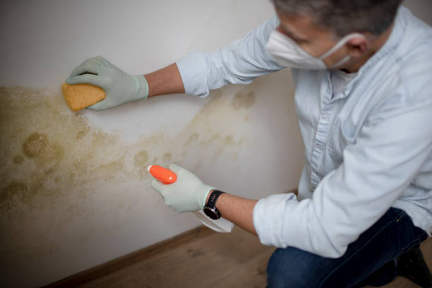 Mold Removal and Inspection in Yorktown, IN