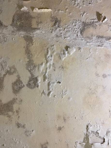 Best Mold Testing  in Yorktown, IN