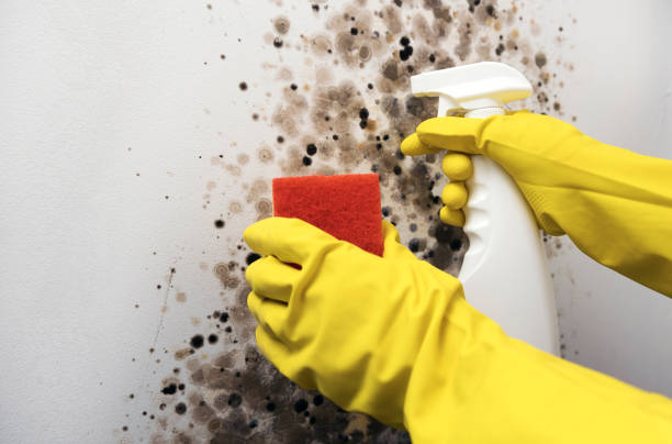 Best Mold Cleaning Services  in Yorktown, IN