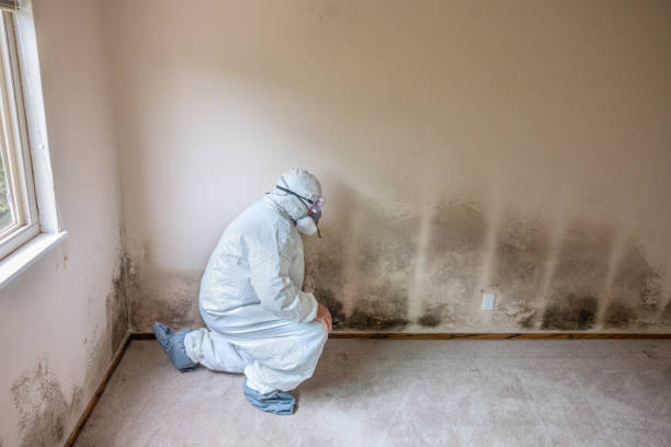 Best Commercial Mold Removal  in Yorktown, IN