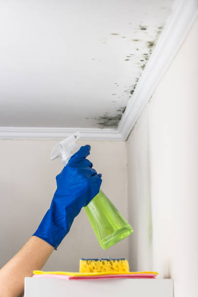 Best Professional Mold Removal  in Yorktown, IN