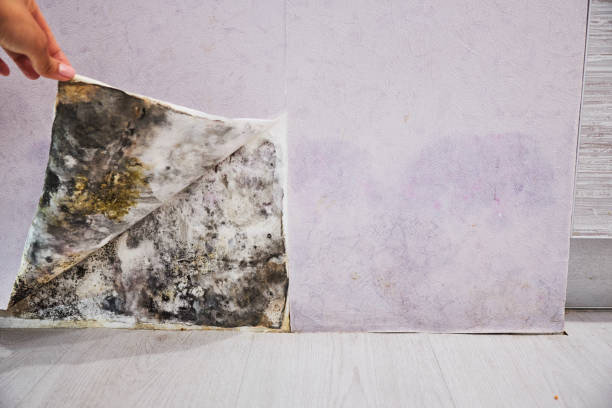 Best Affordable Mold Removal  in Yorktown, IN